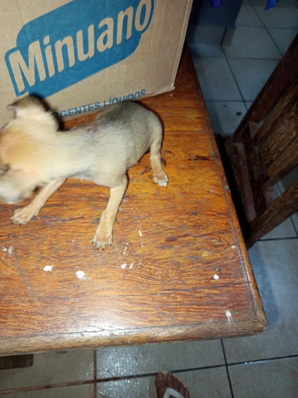 Vende-se pinscher  - Foto 4