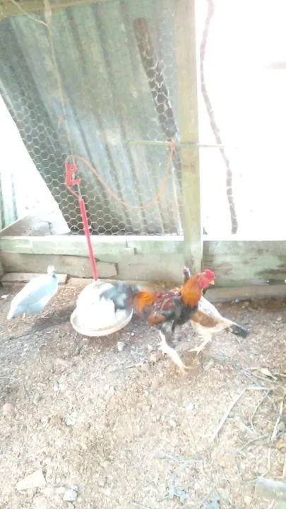 Casal de galinha indio - Foto 2