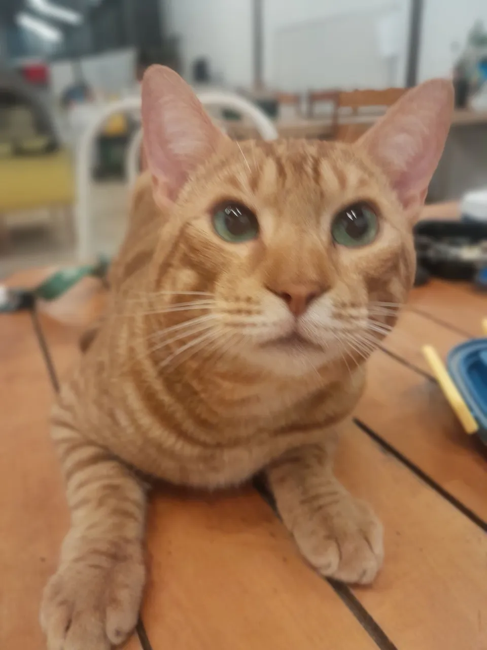 Gato Bengal à venda - Motivo: Alergia do meu filho