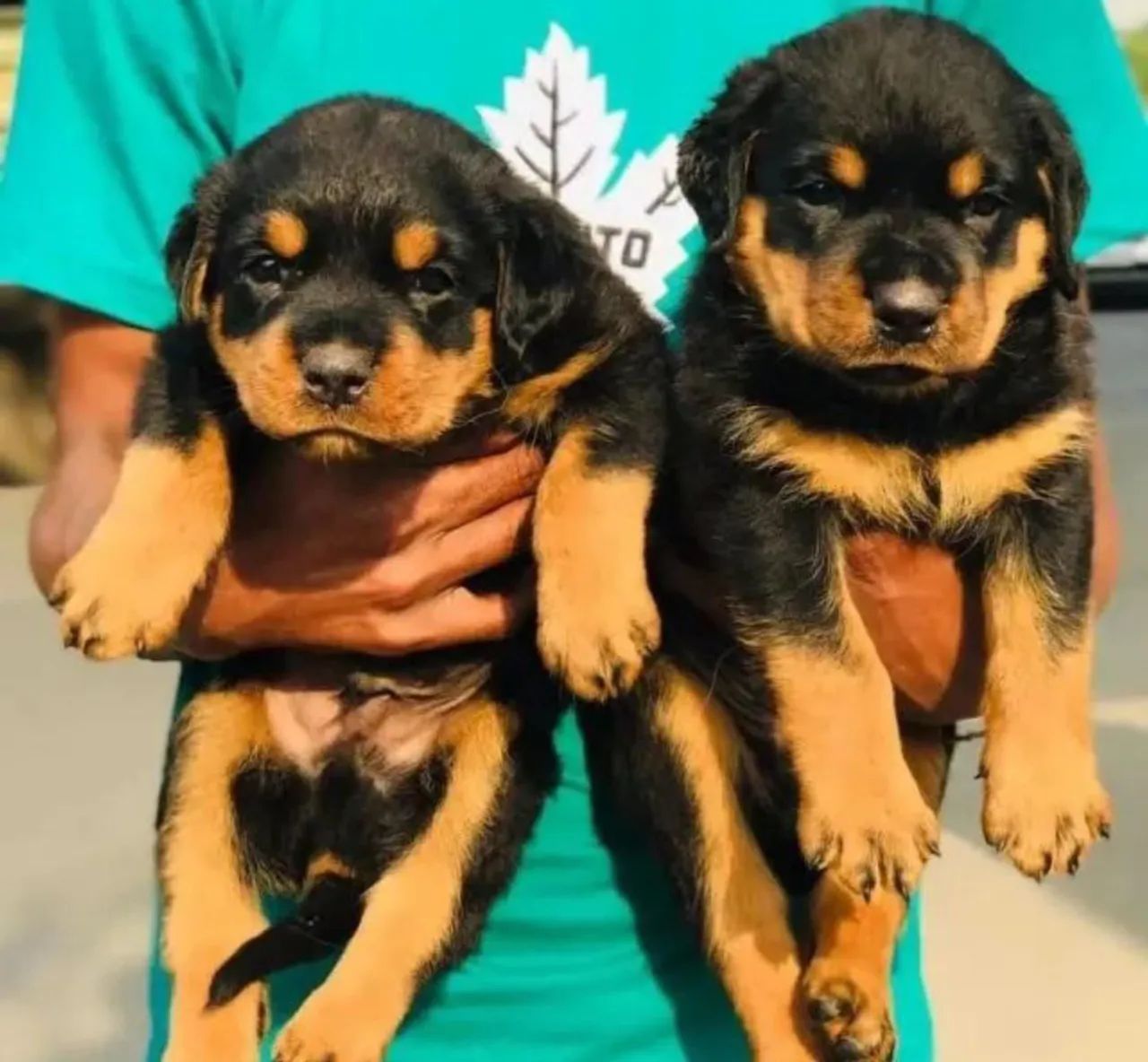 Vendo Filhotes Rottweiler  - Foto 5