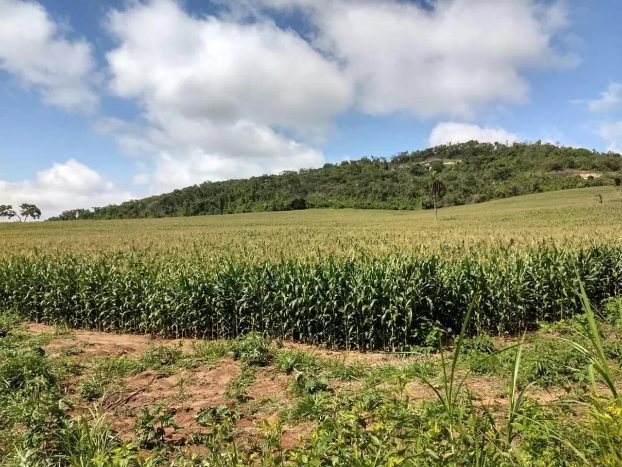 FAZENDA 194 HC EM CARMÓPOLIS DE MINAS