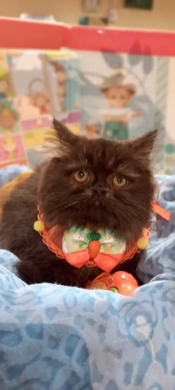 Gatinho Persa Exótico