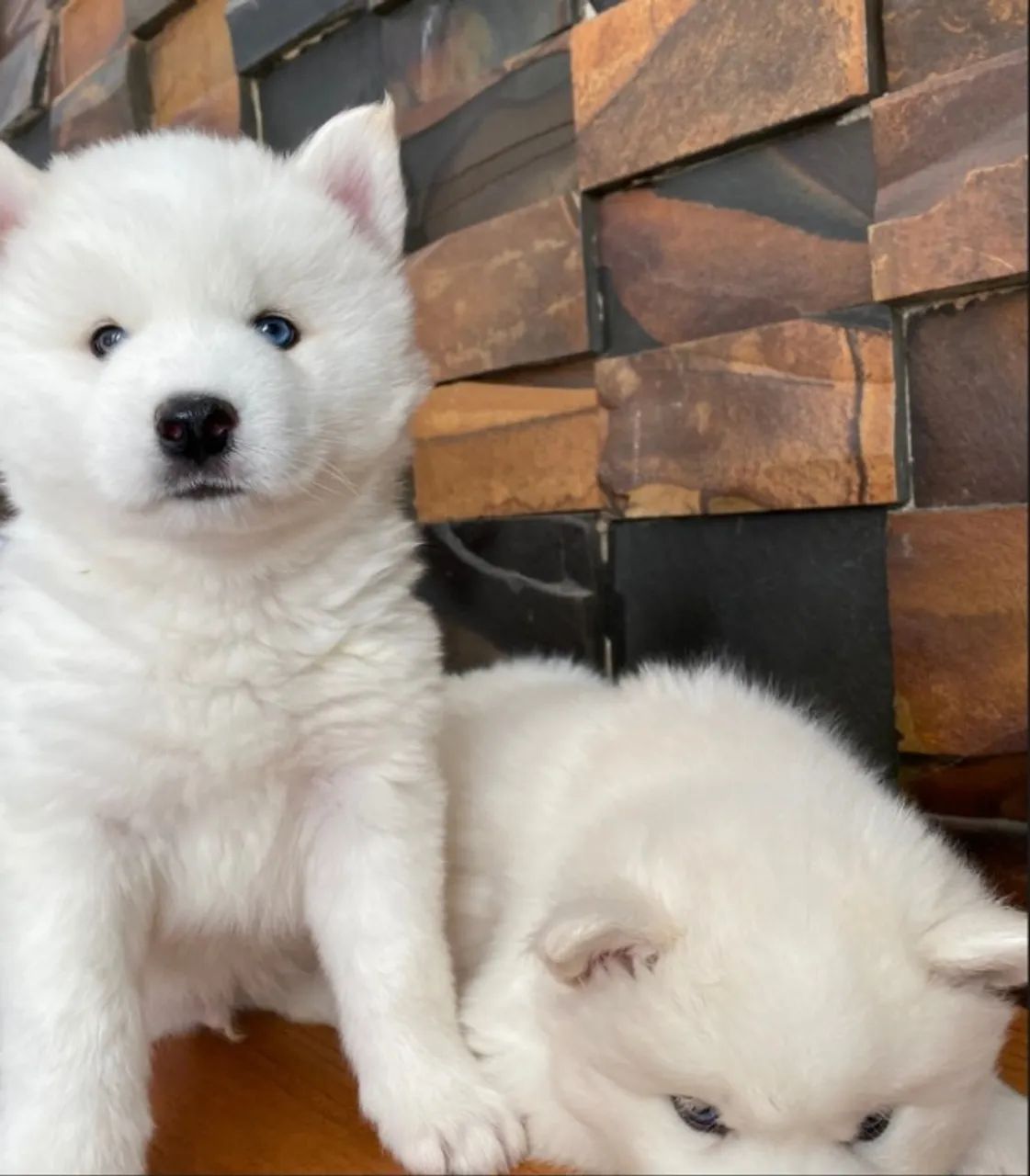 husky Siberiano filhote - Foto 3