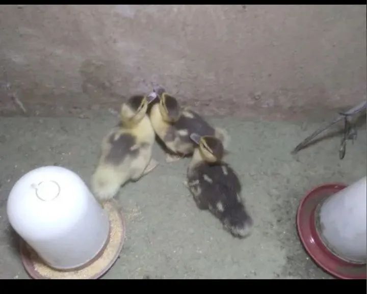 Marreco Howem  indiano lindo - Foto 3