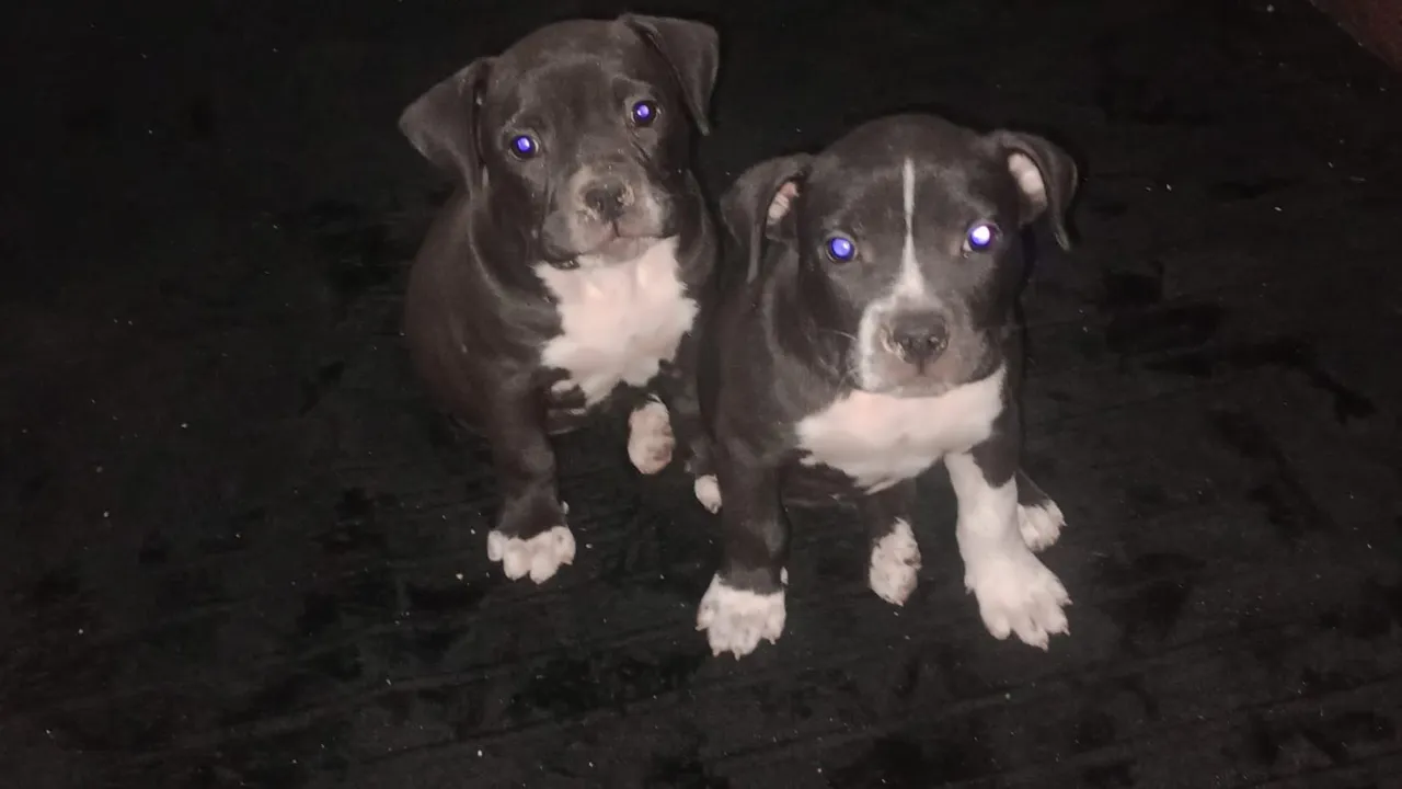 Filhotes de Pitbull - Lindos e Carinhosos!