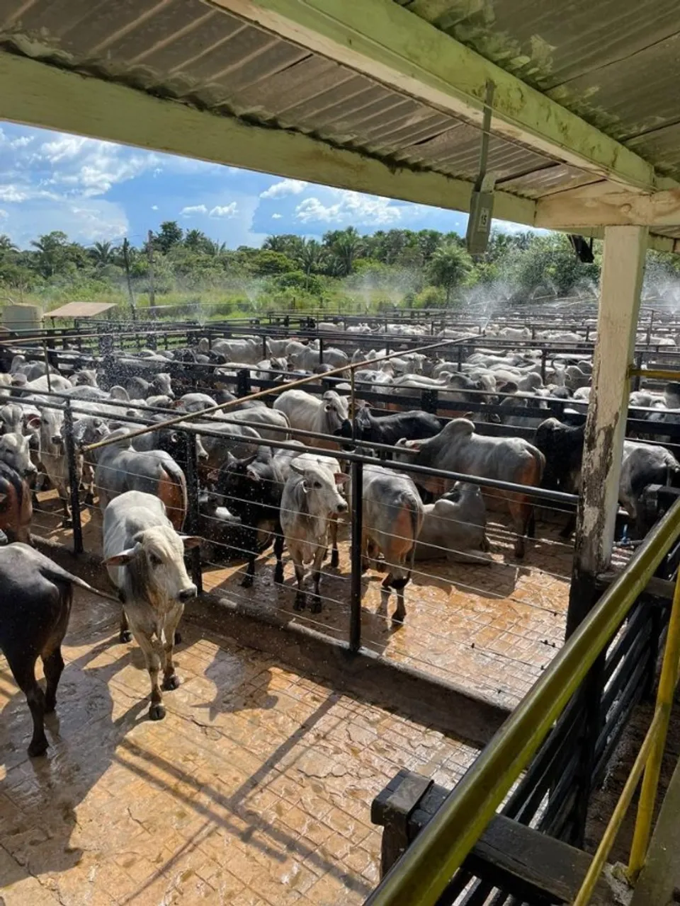 Frigorífico a venda na região de Tocantins, capital do boi gordo.