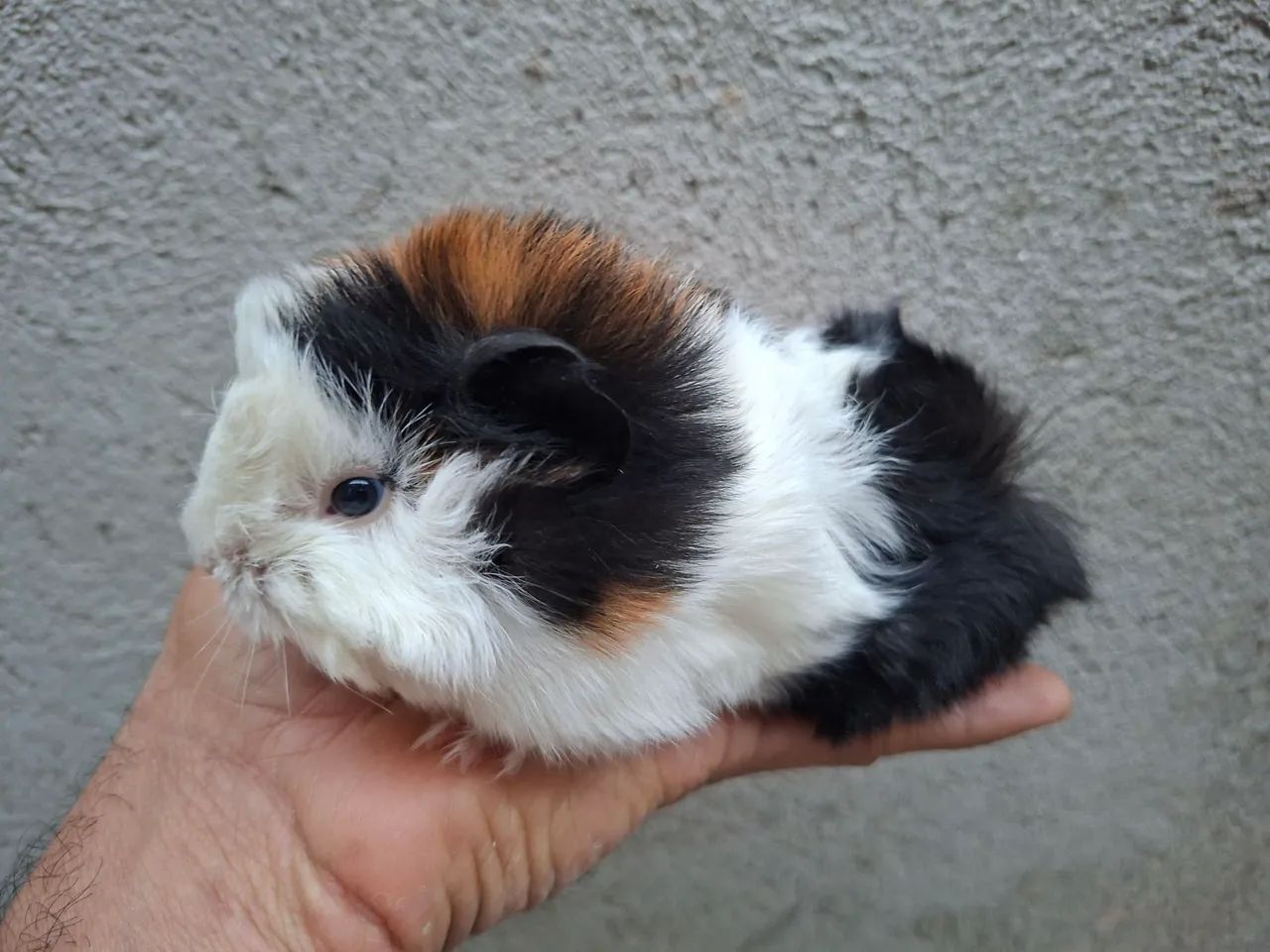 Animais - Foto 5