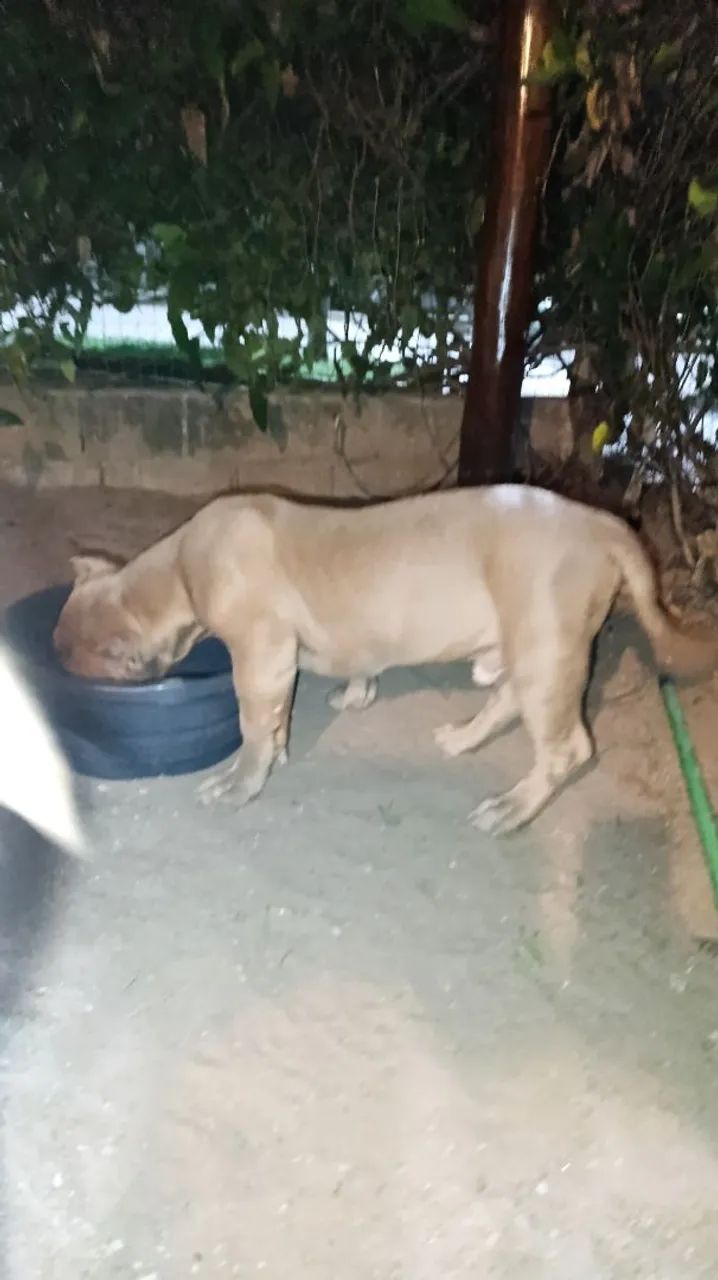 Cachorro - Foto 5