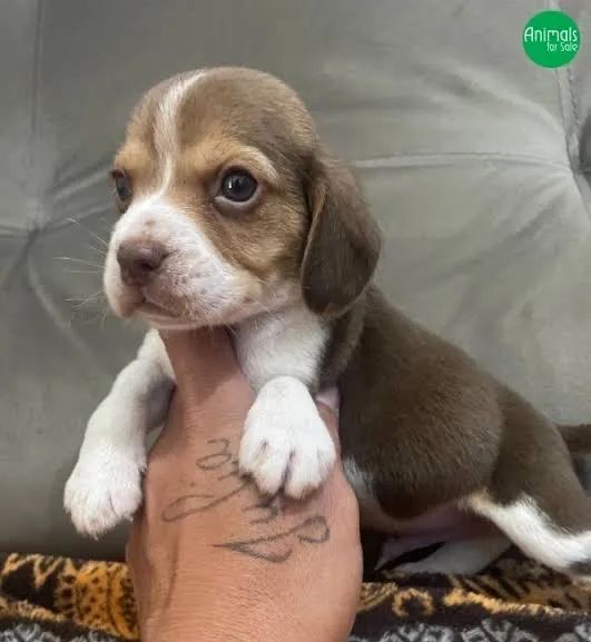 Beagle chocolate  - Foto 2