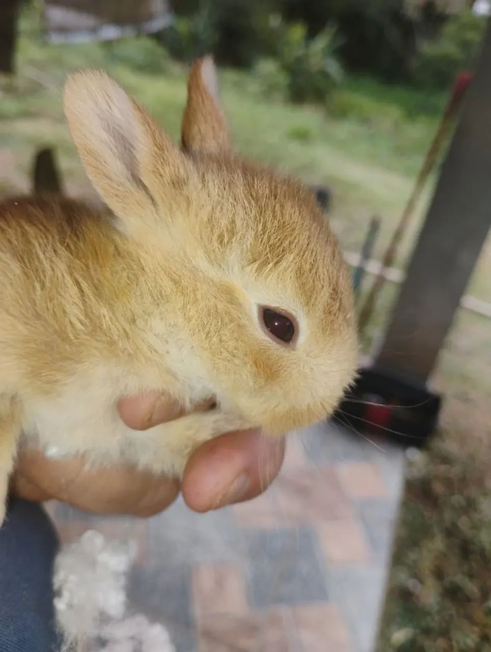 coelho Netherland Dwarf - Foto 5
