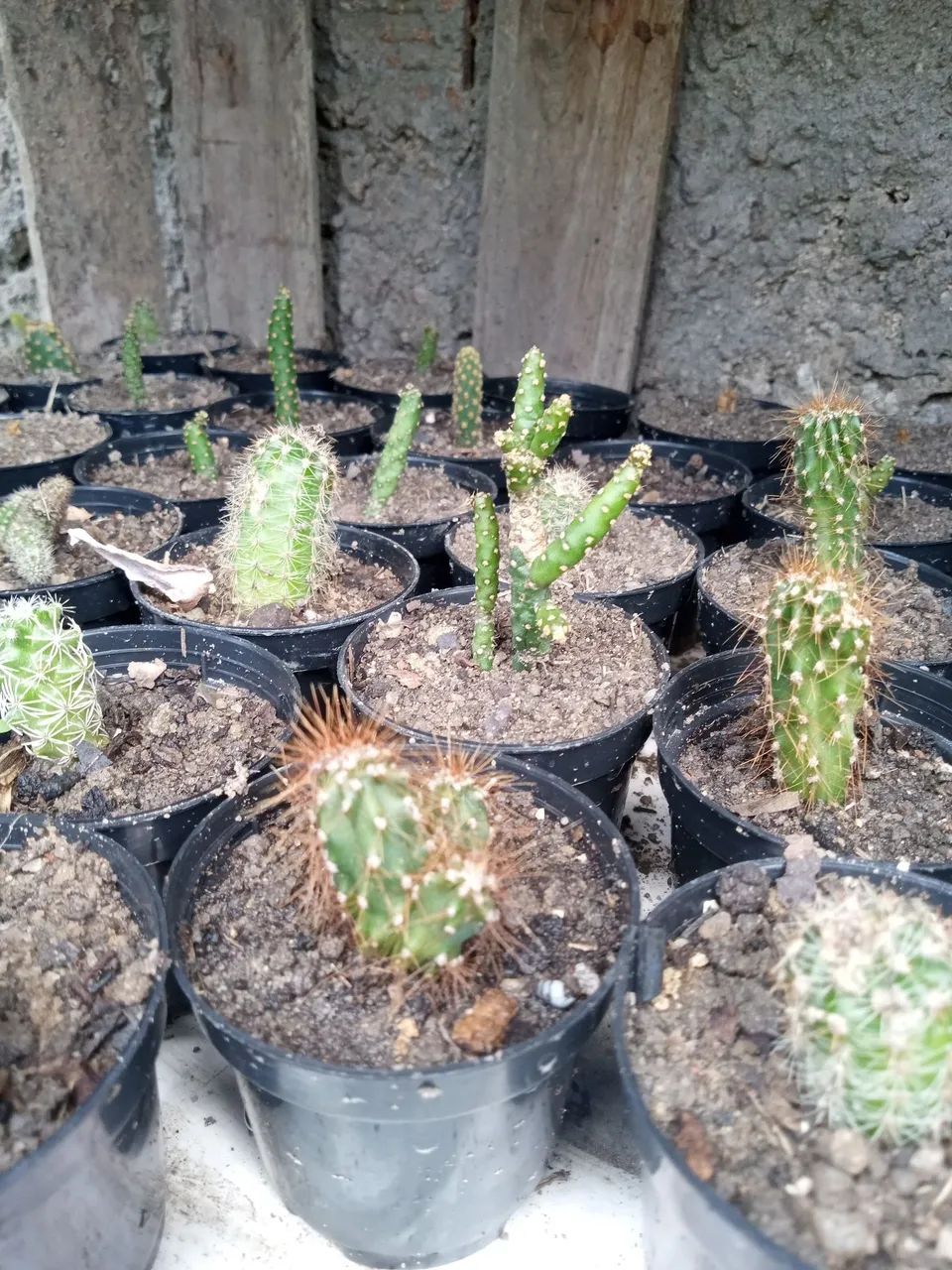 Mudas de Plantas  - Foto 4