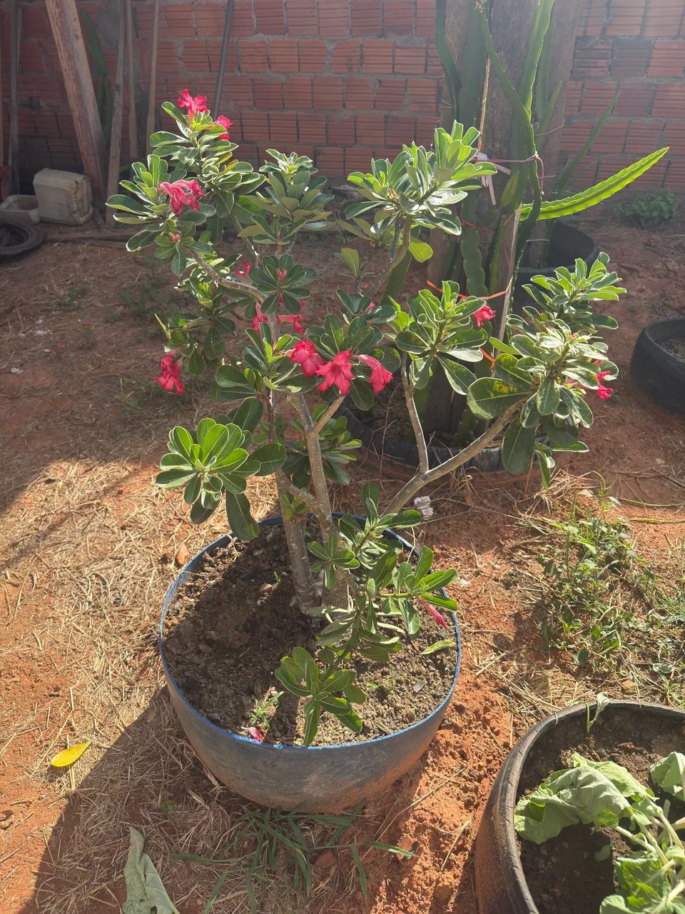 Rosa do deserto  - Foto 3