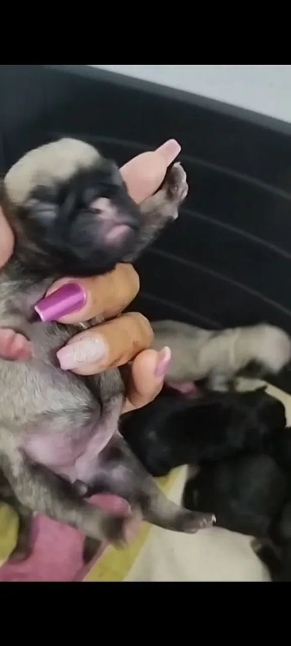 Filhotes de pug com procedência  - Foto 2