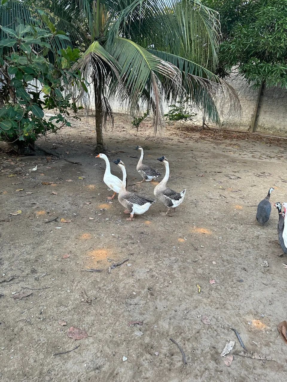 Gansos Machos adultos  - Foto 2