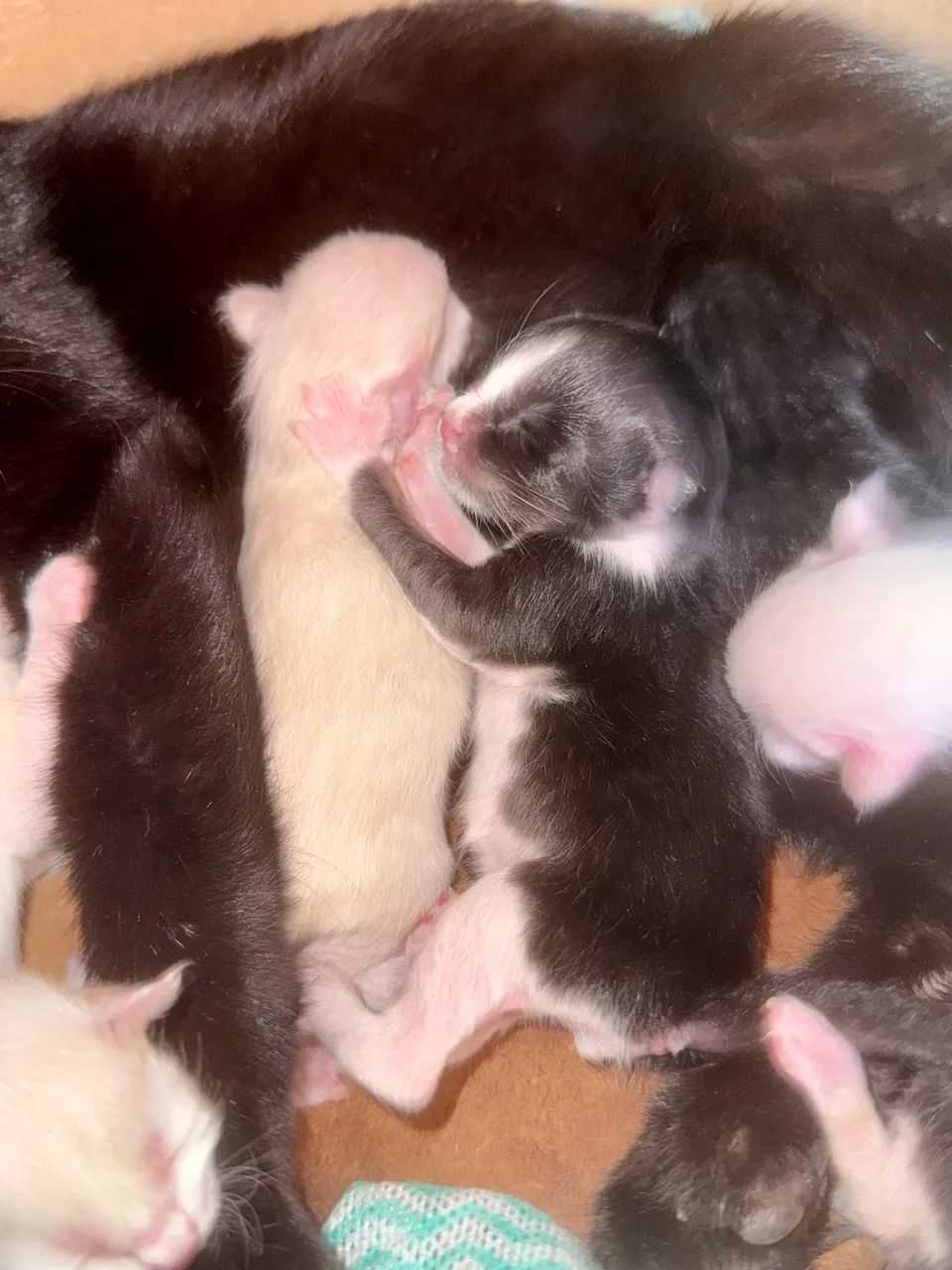 Nasci hoje! Você pode ser minha família!? - Foto 3