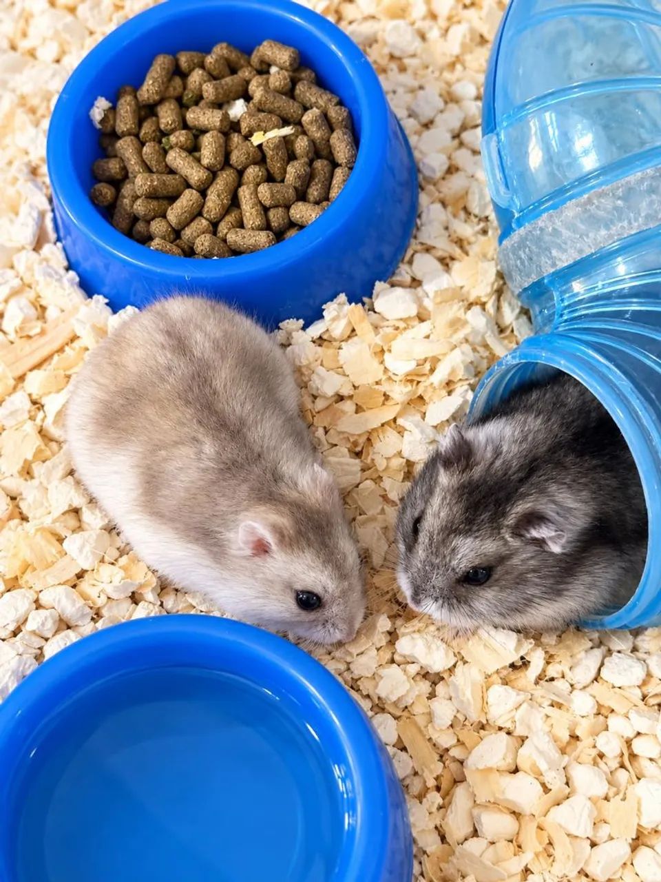 Hamster anão russo  - Foto 3