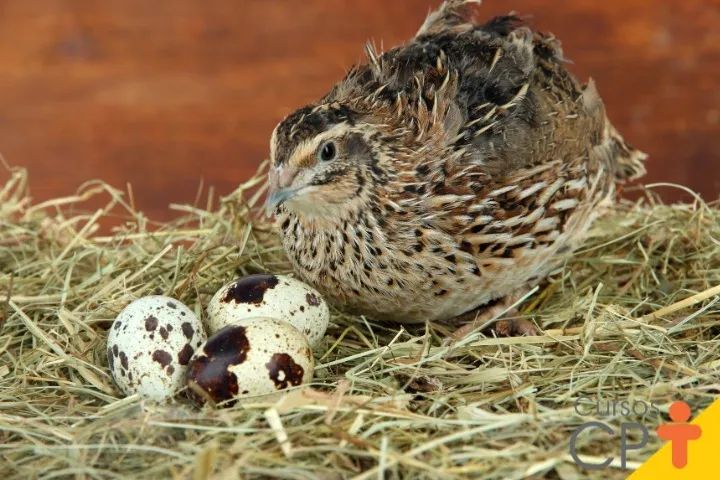 Ovos de codorna férteis/galados - Foto 4