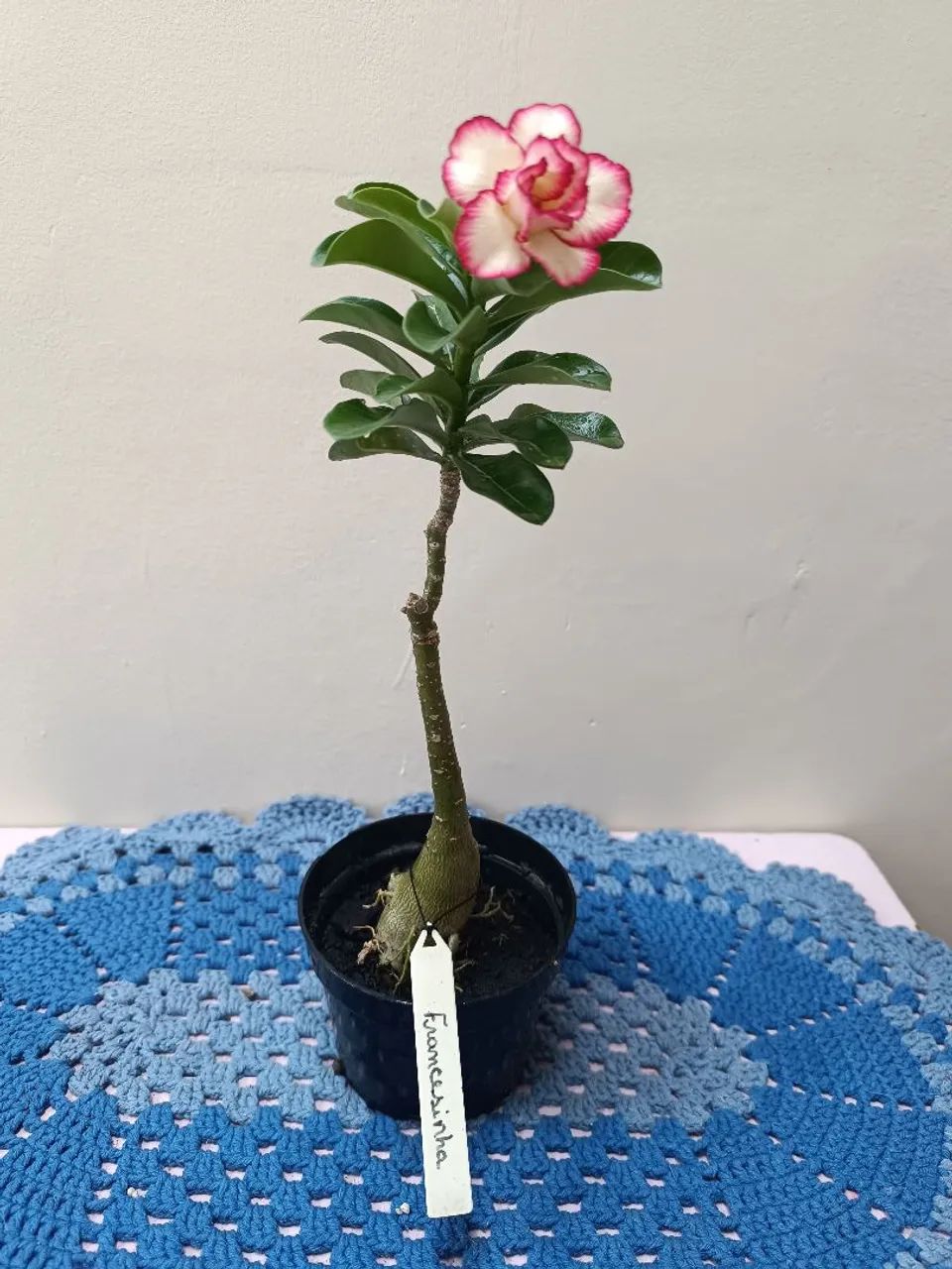Rosa do deserto  - Foto 2