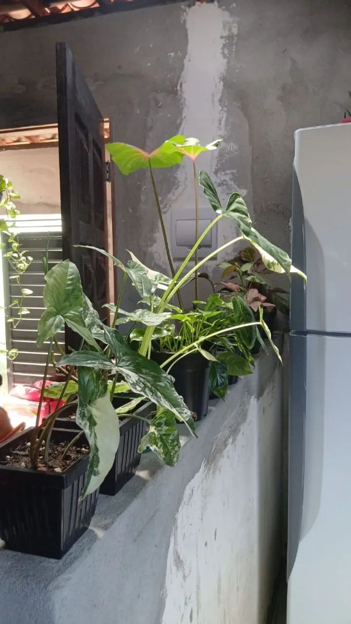 Variedade em plantas - Foto 4