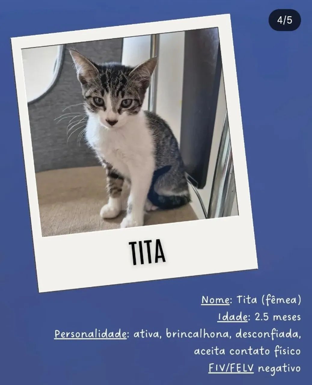 Gatinhas fêmeas para adoção responsável - Foto 4