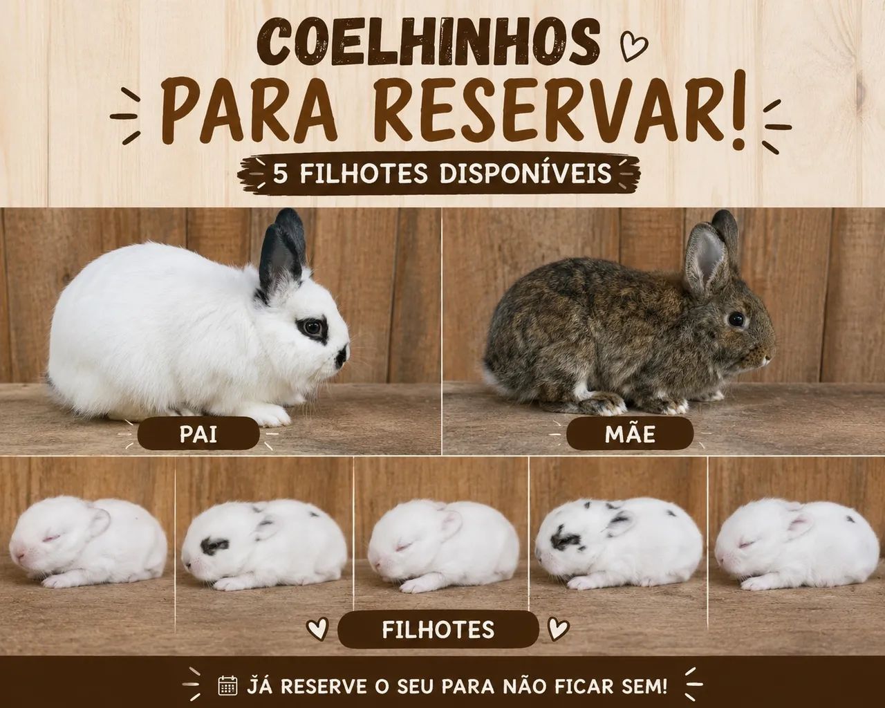 Coelhos para reservar 