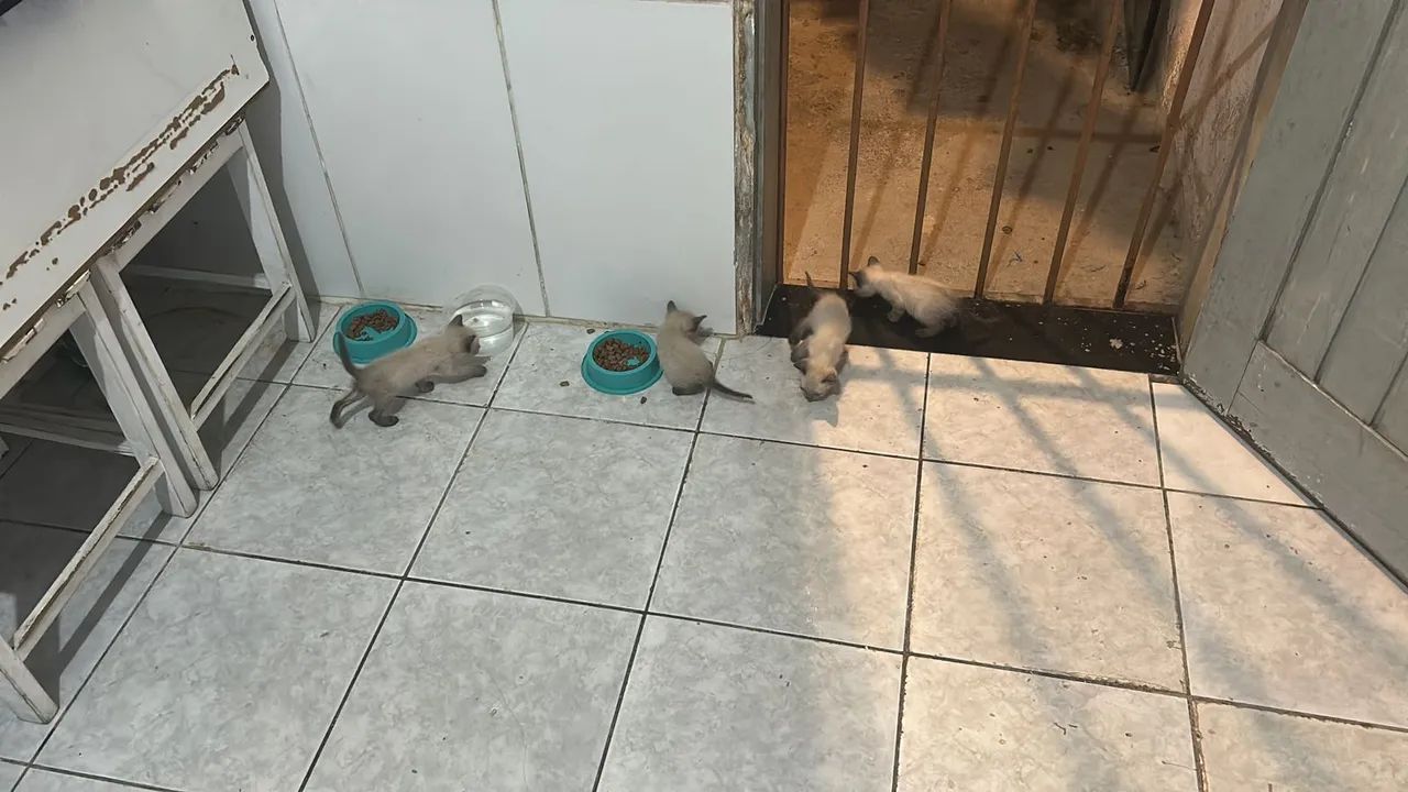 Gatos pra adoção  - Foto 3