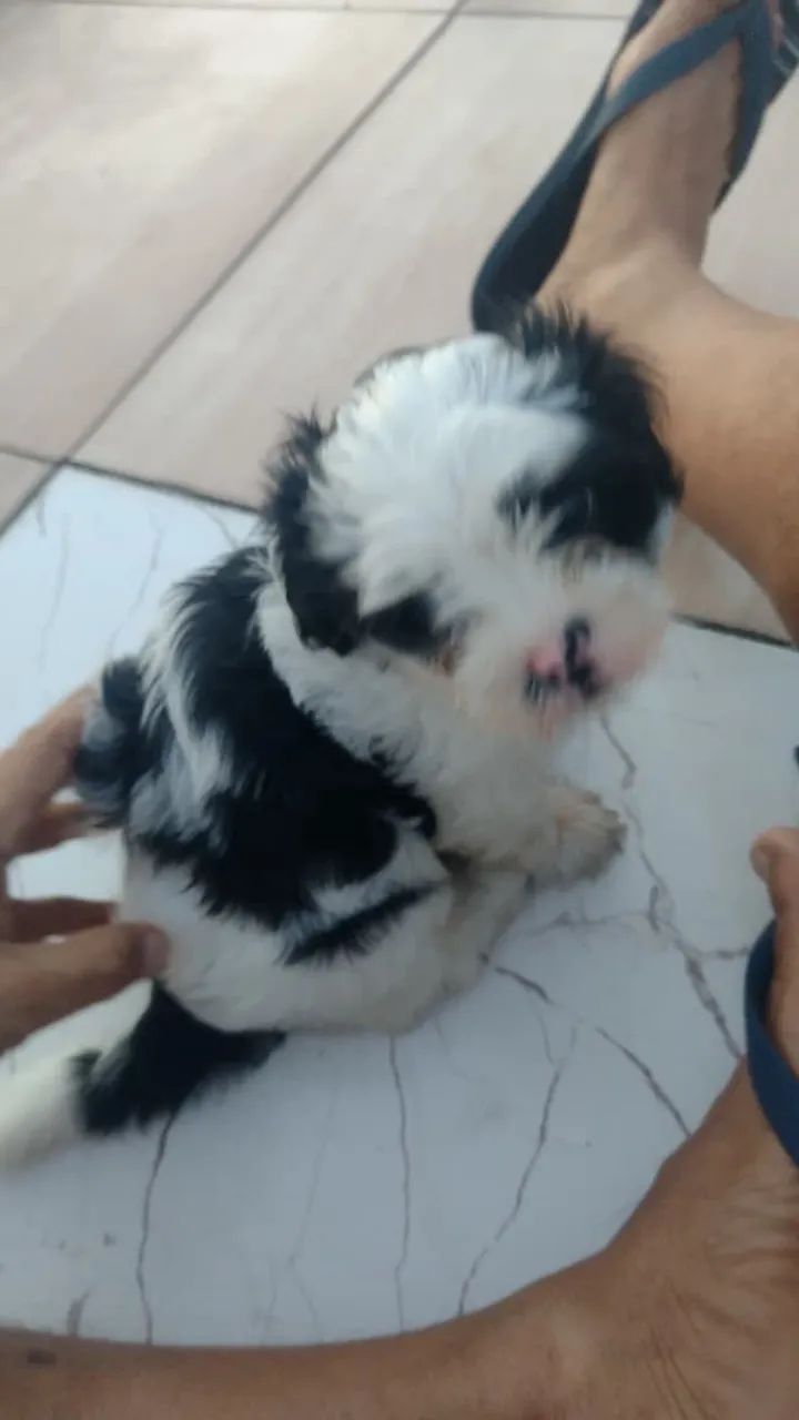 Muito bom  - Foto 3