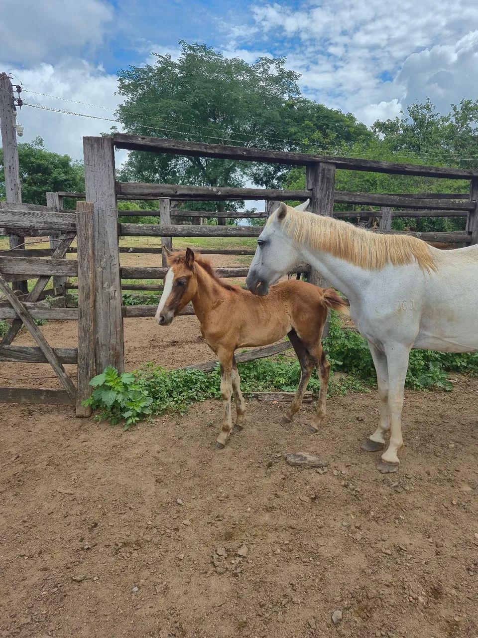 Egua com potra ao pé  - Foto 2