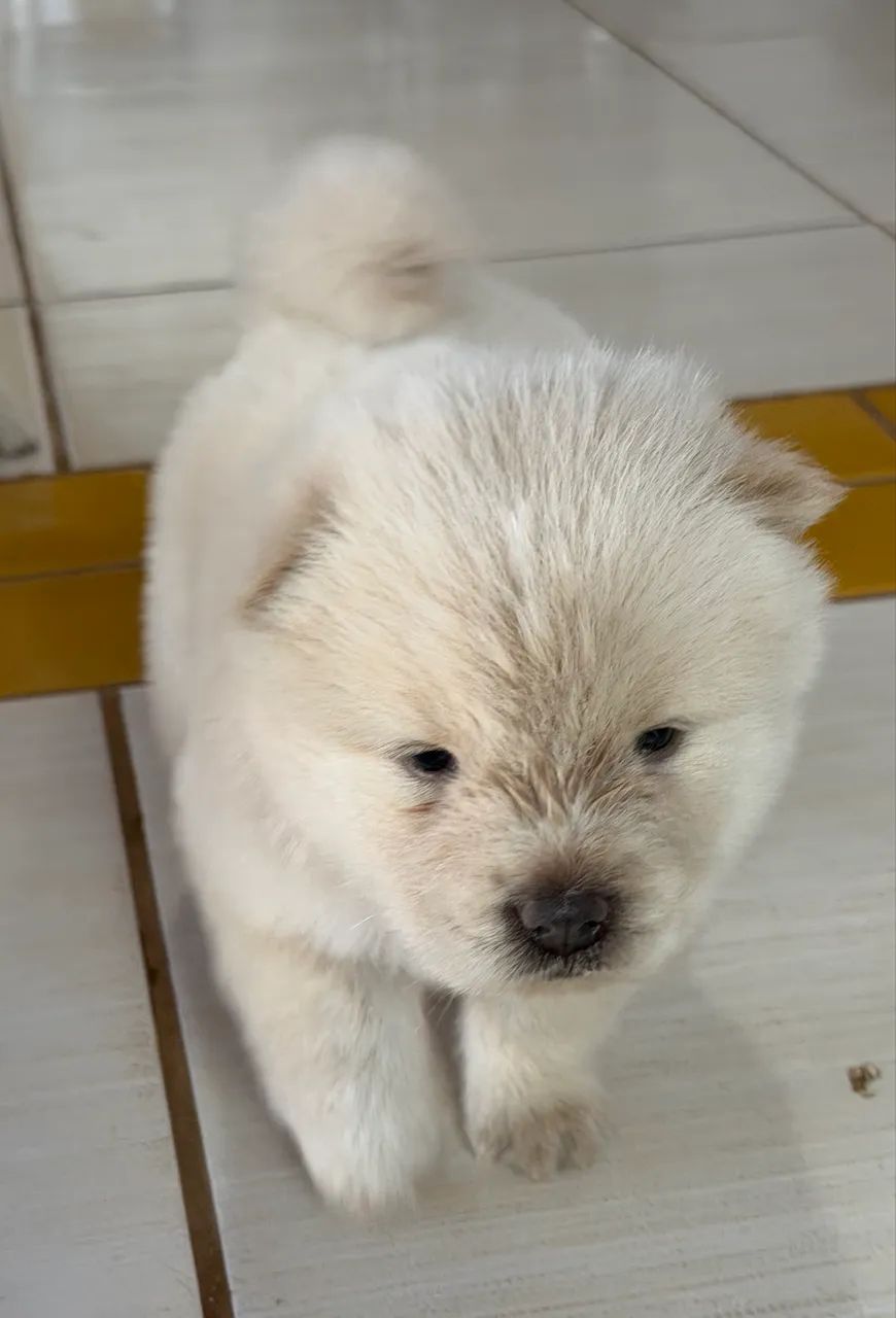 Filhotes de Chow Chow  - Foto 2