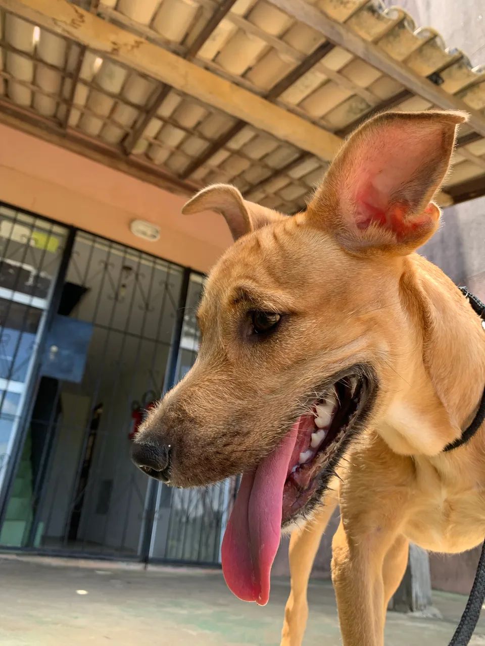 Cachorro - Foto 3