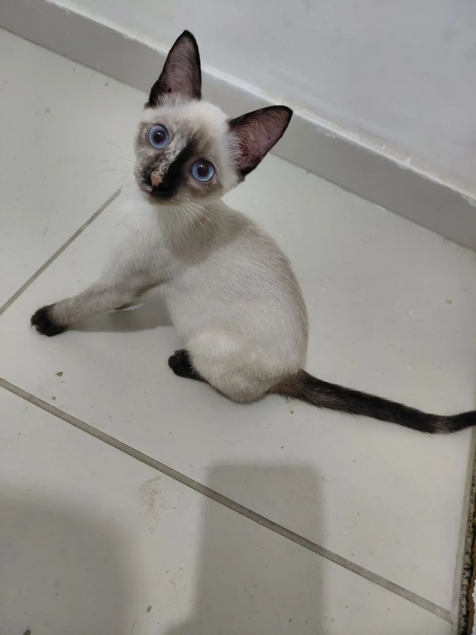Adoção  - Foto 5