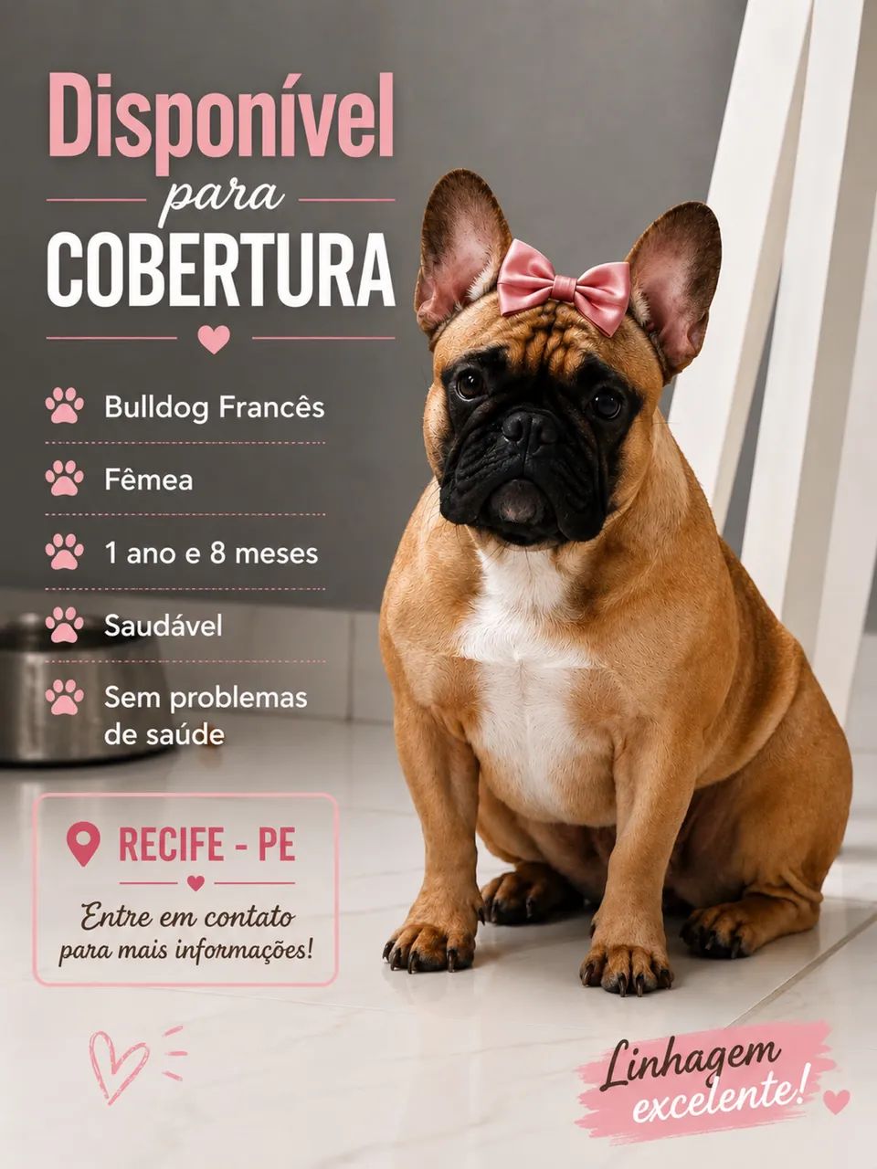 Bulldog francês 