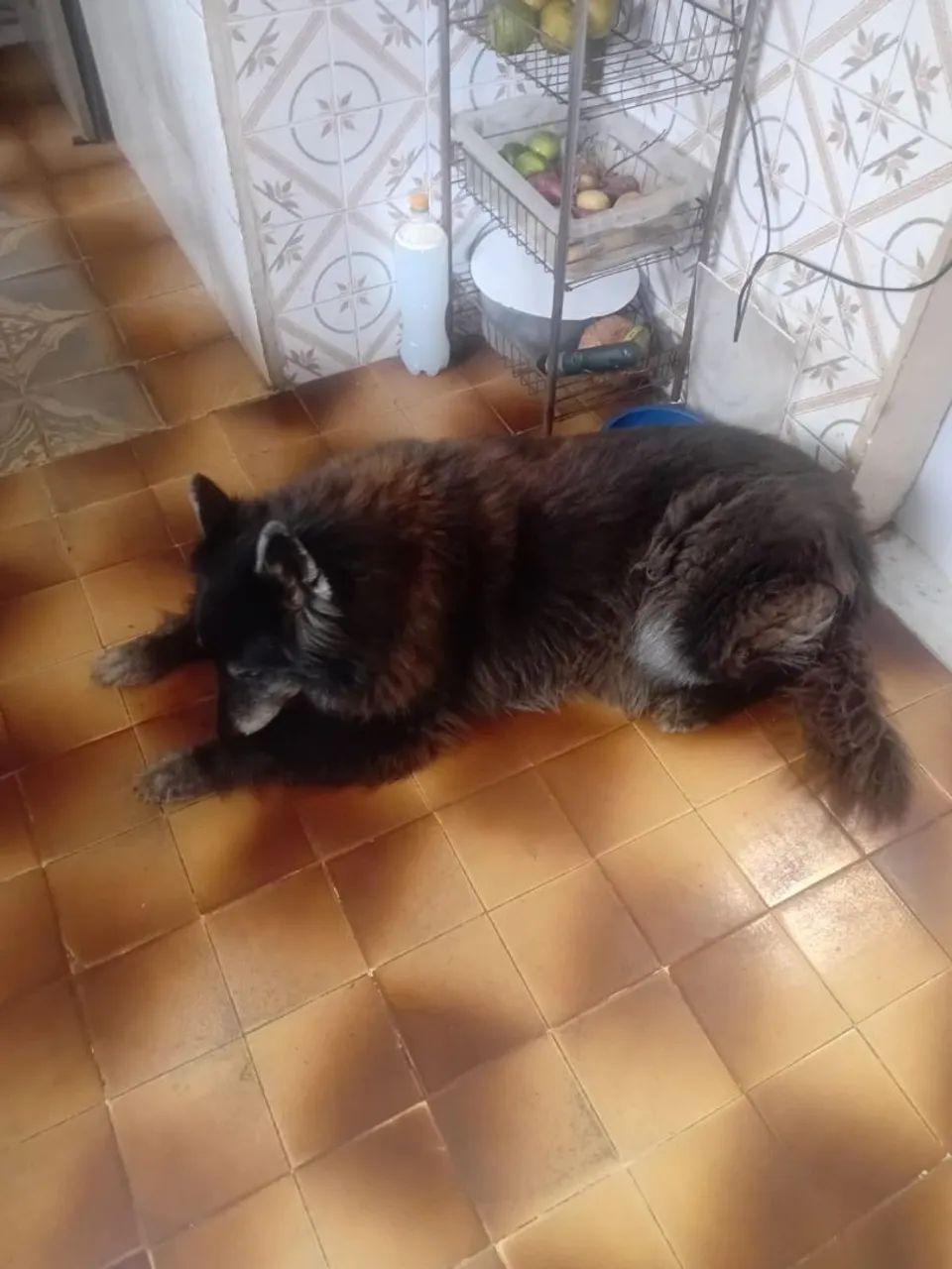 Pet  - Foto 3