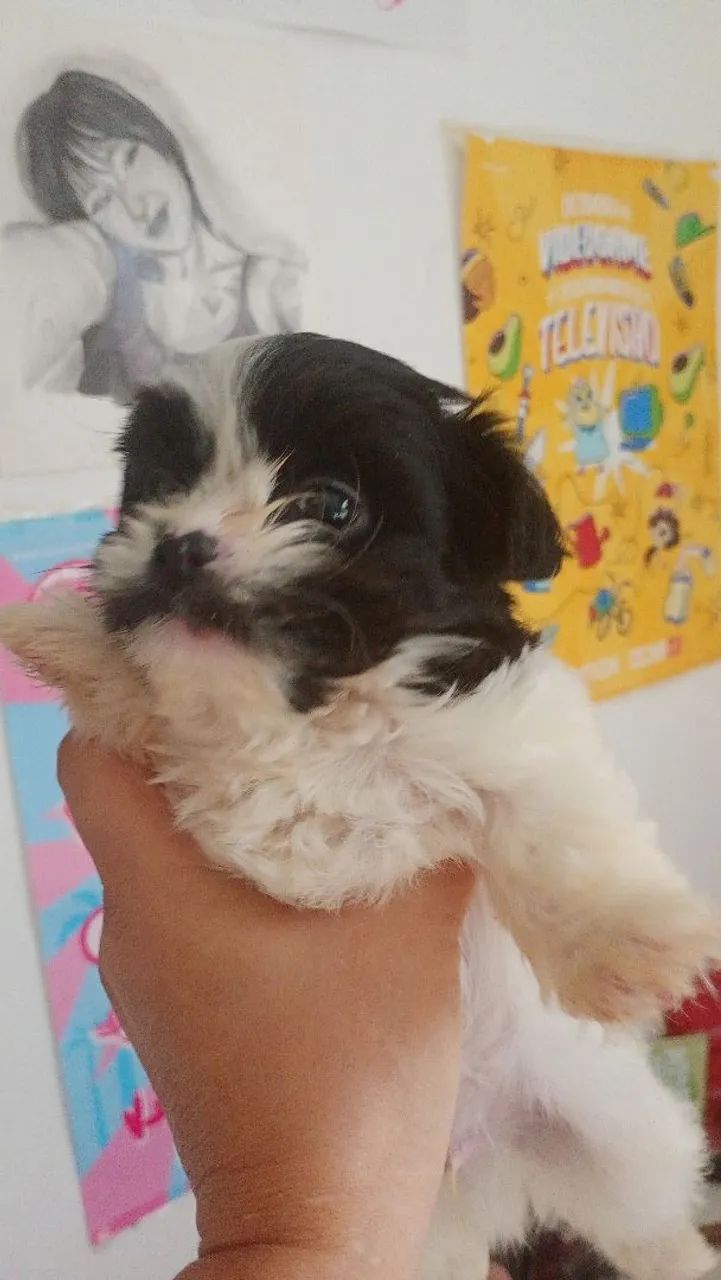 Bebe de shitzu macho  - Foto 3