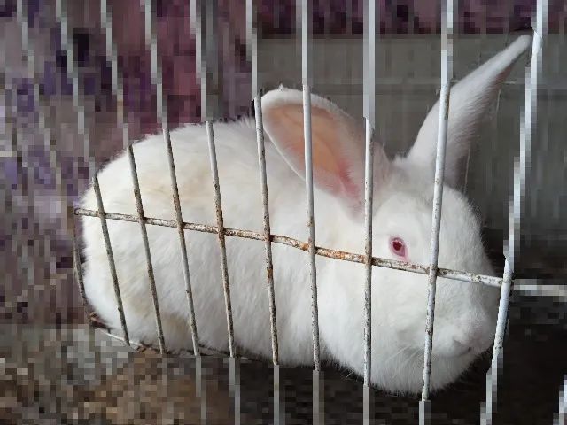 Coelhos - Foto 2