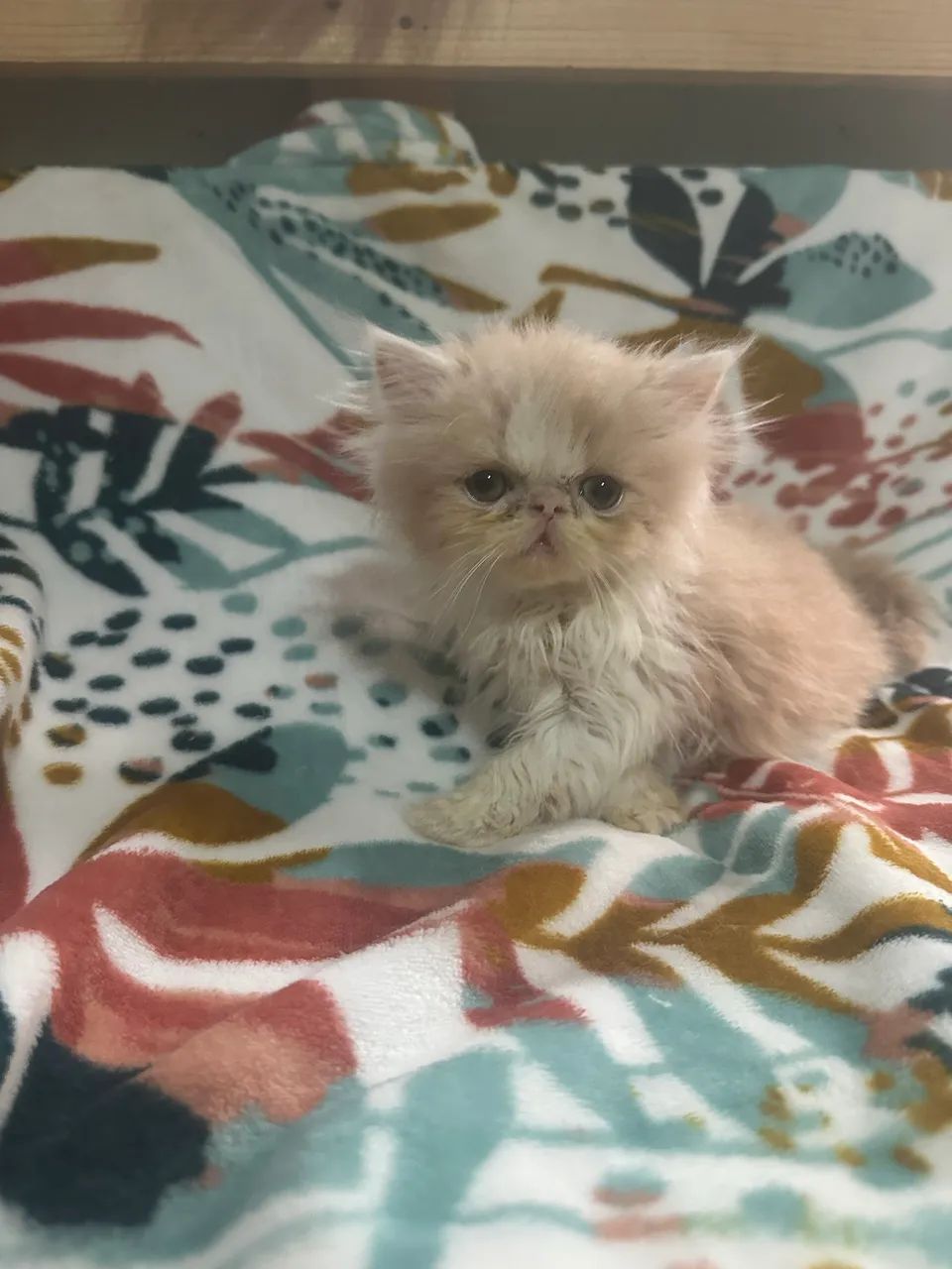 Gato persa  - Foto 2