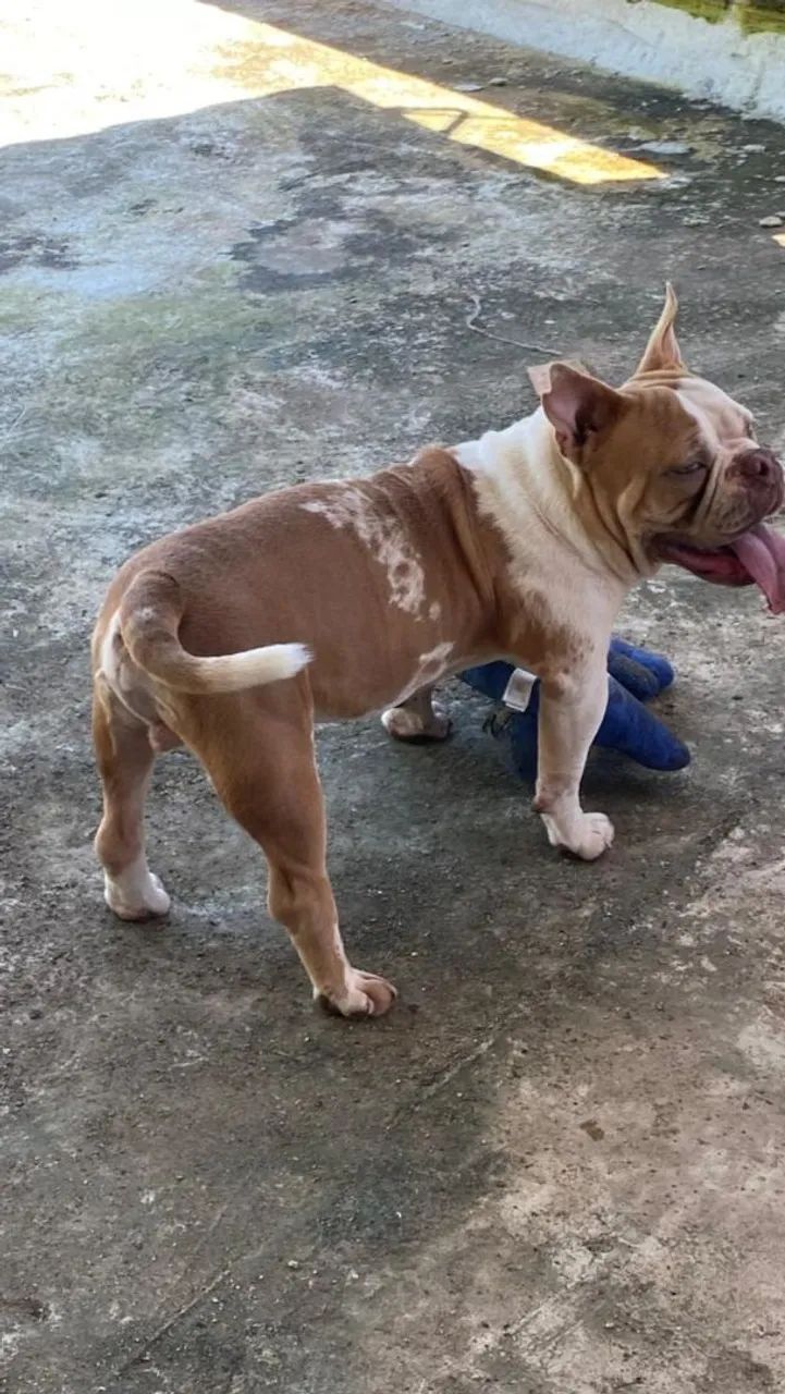 American Bully  - Foto 2