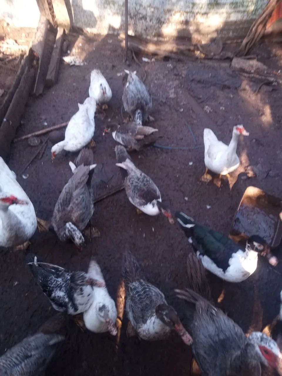 Patos e galinhas  - Foto 3
