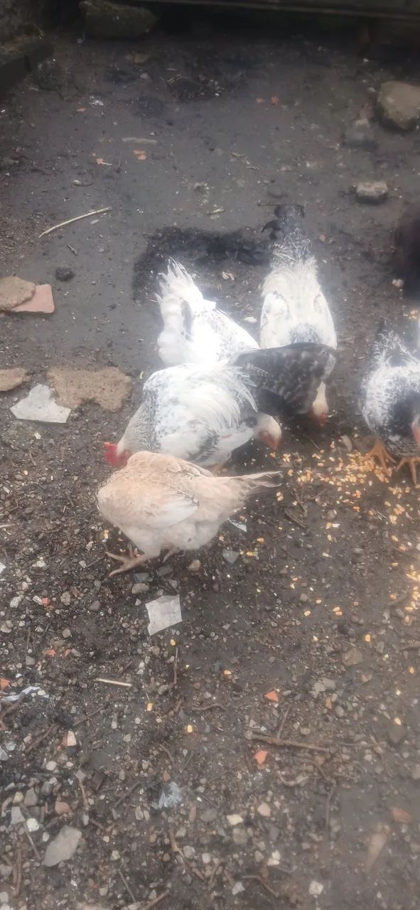 Galos e galinhas caipira  - Foto 4