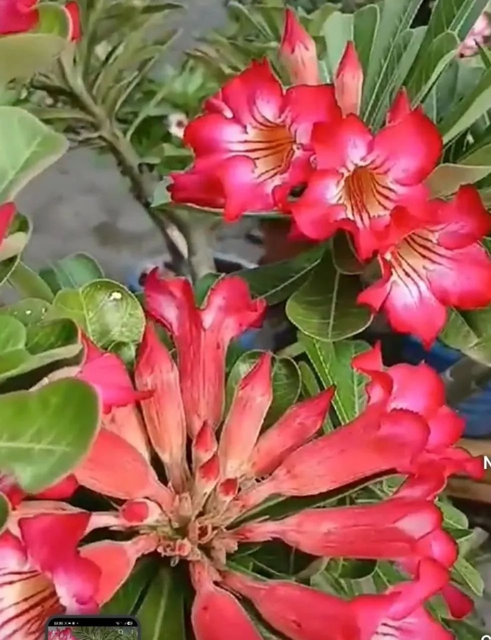 Rosa do deserto buque  - Foto 2