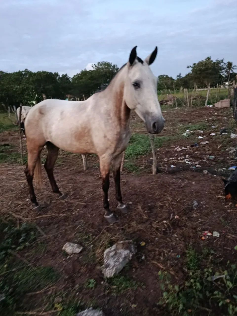 Potra - Foto 2