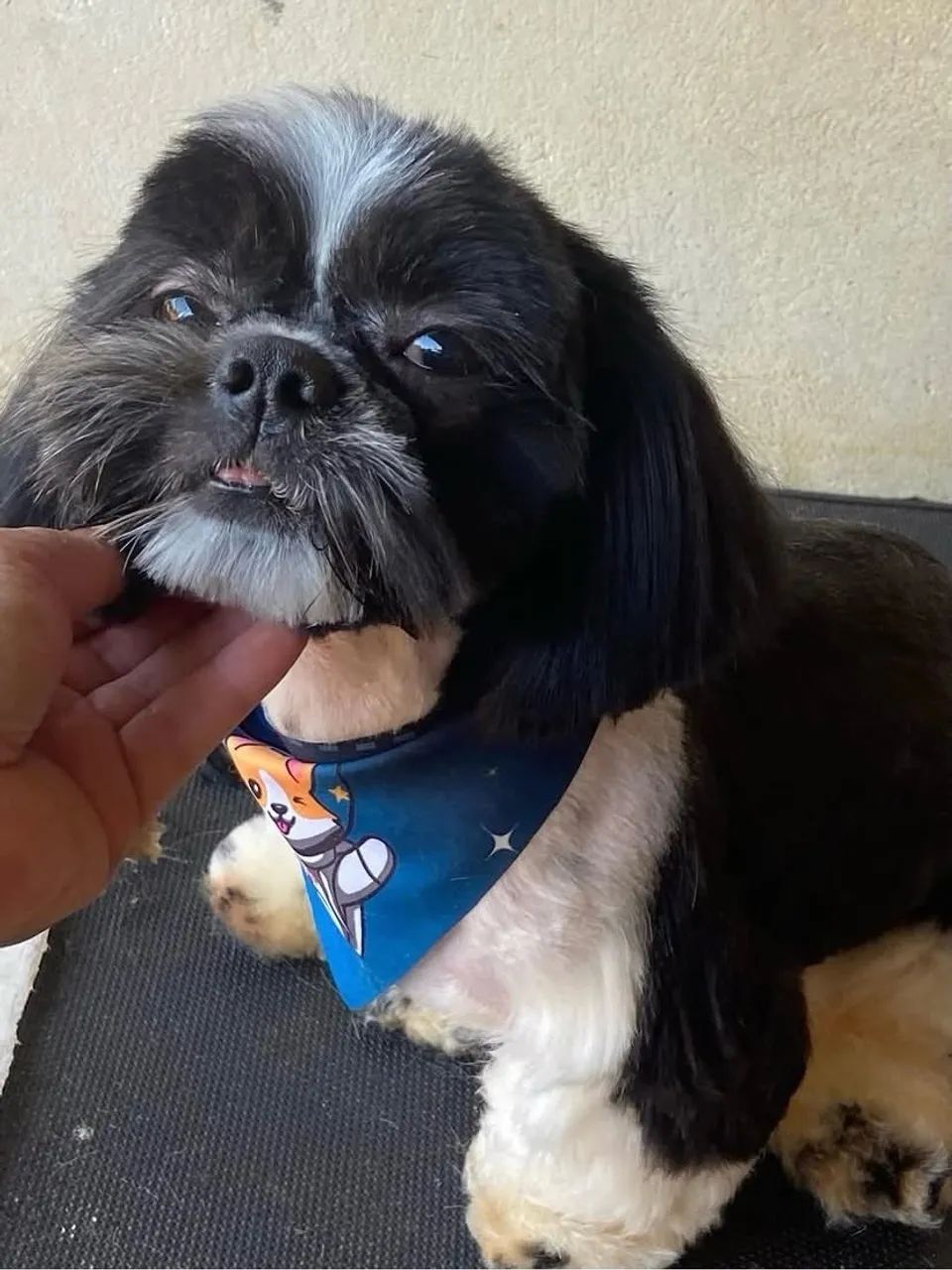 Macho shihtzu  - Foto 4