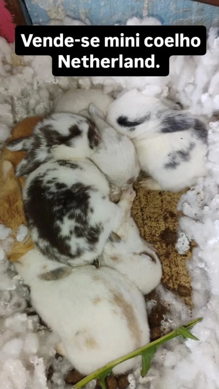 coelho Netherland Dwarf - Foto 2