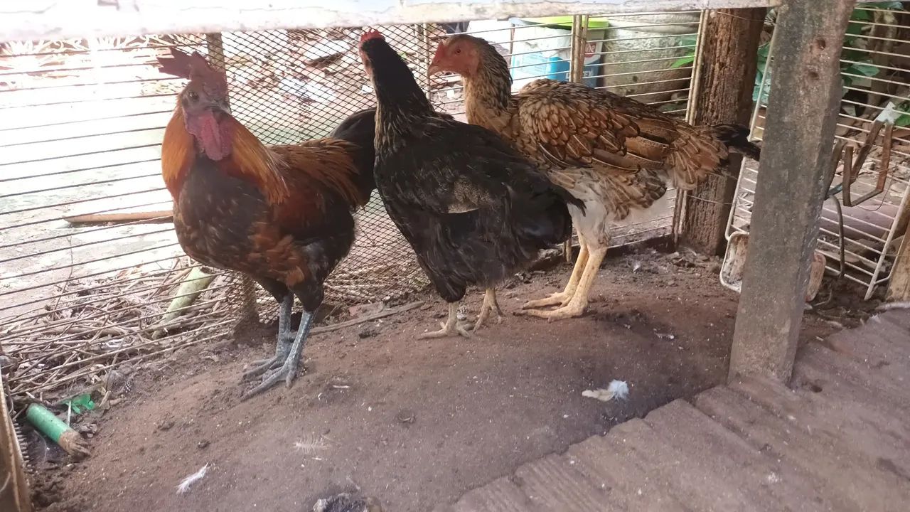 Galinha caipira viva ou abatida na hora. - Foto 2