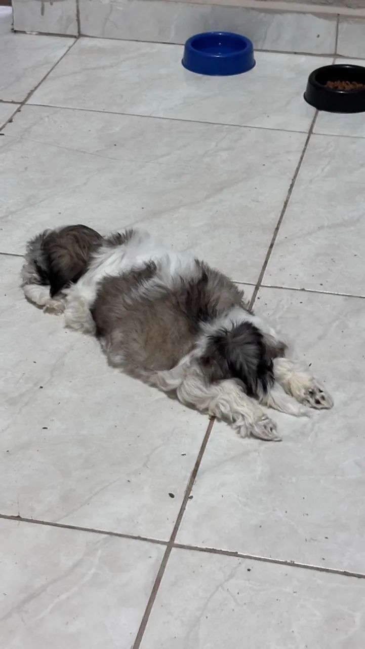 Shih tzu - Foto 4