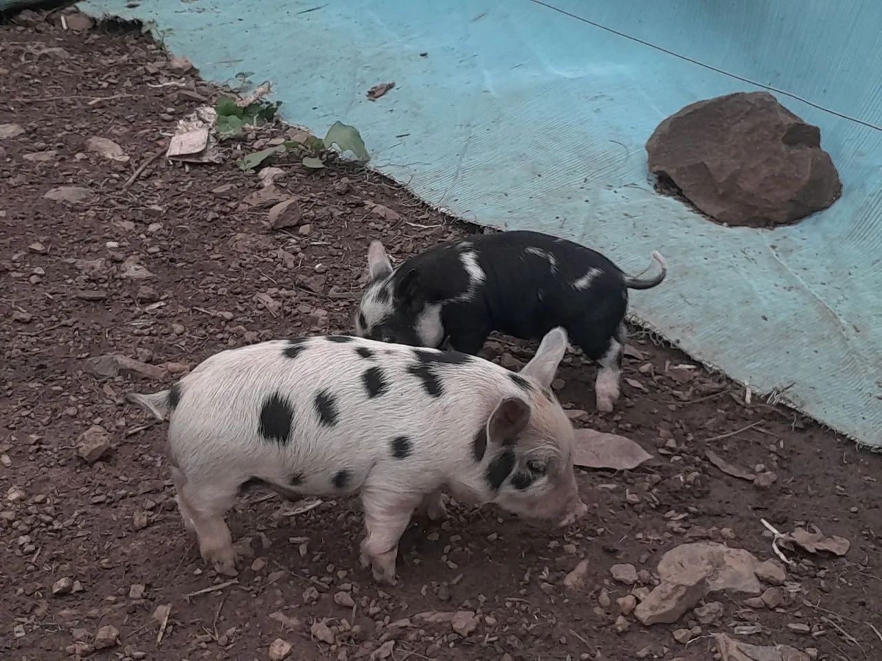 Mine porco - Foto 2