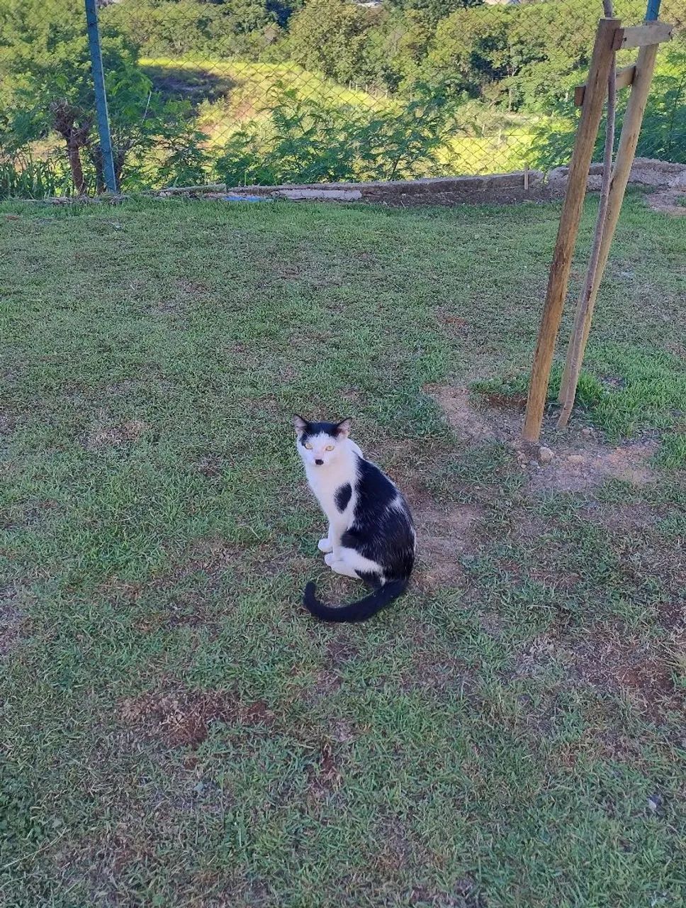 Charles Chaplin felino gatinho adoção responsável 