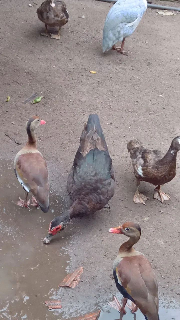 Vendo patos  - Foto 3