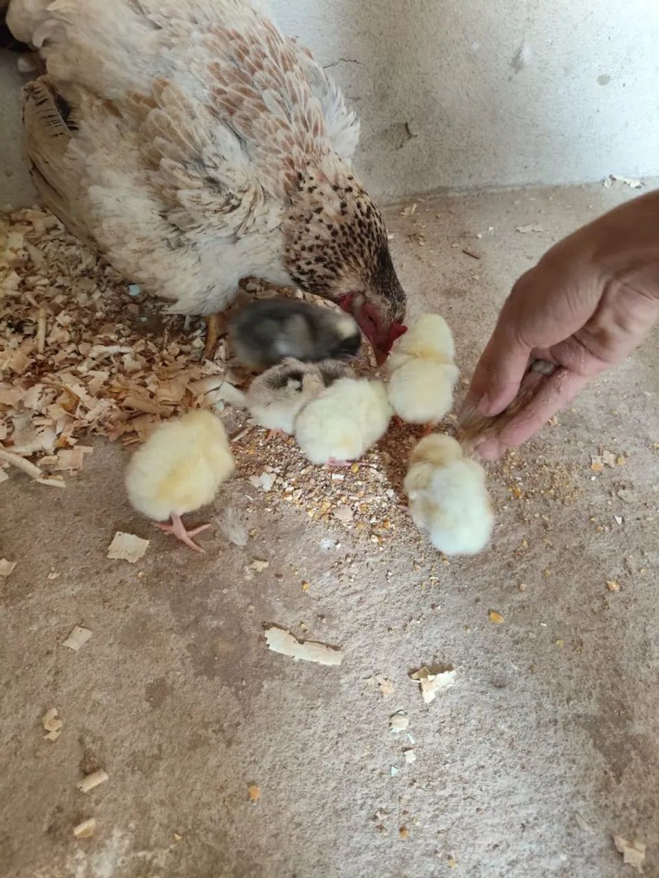 Galinha índia com pintinhos  - Foto 2