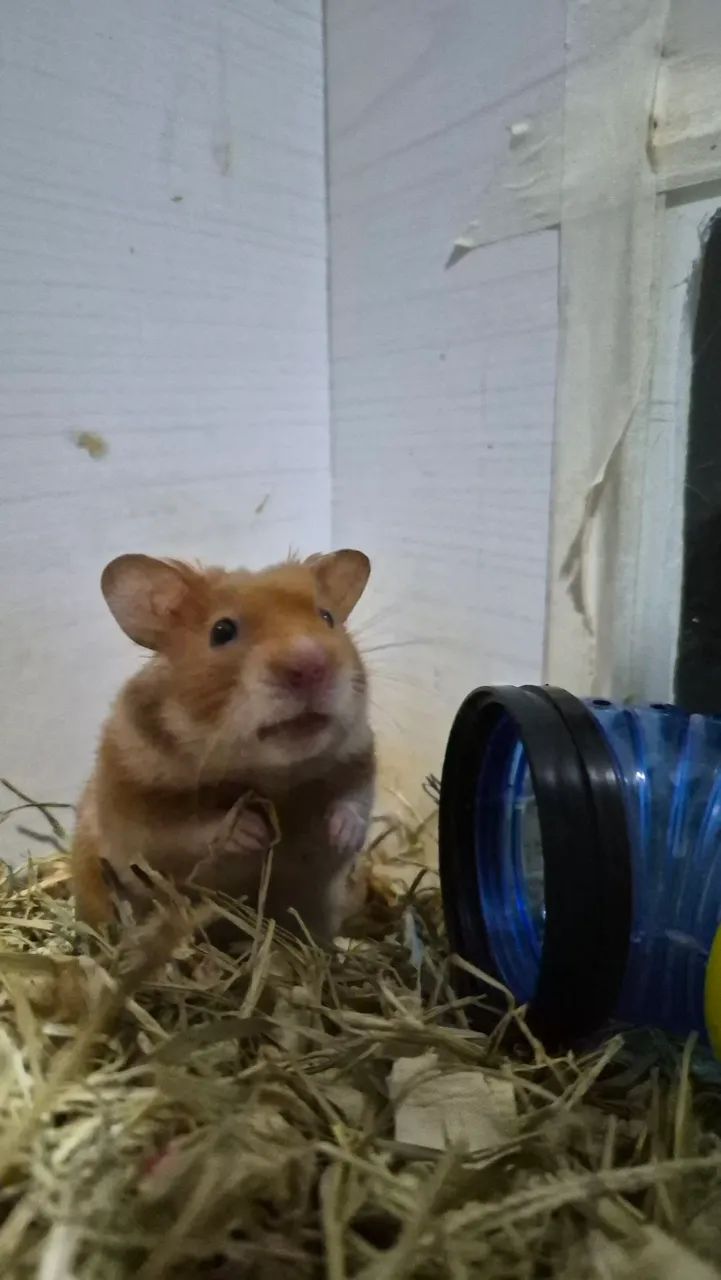 Doação Hamster Sírio  - Foto 3